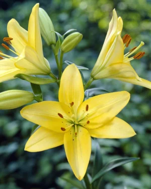 Lilium Asiflorum Yellow - 5 Bulbs