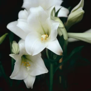 Lilium Longiflorum 'Snow Queen' (White) - 5 Bulbs