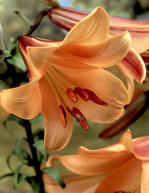 Lilium Oriental 'Corcovado' (Orange) - 3 Bulbs