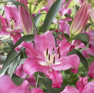 Lilium Oriental Trumpet 'Robina' - 3 Bulbs