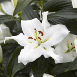Lilium Oriental 'Zambesi' (White) - 3 Bulbs