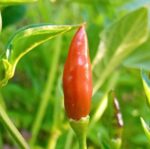 Chillies - Mayhem Chilli