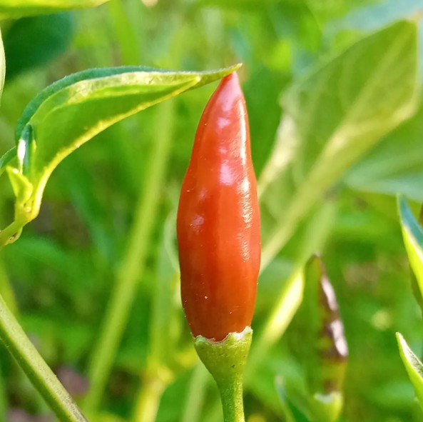 Chillies - Mayhem Chilli 1 Chillies - Mayhem Chilli