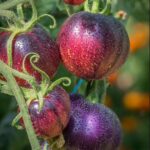 Tomatoes - Ozark Sunset
