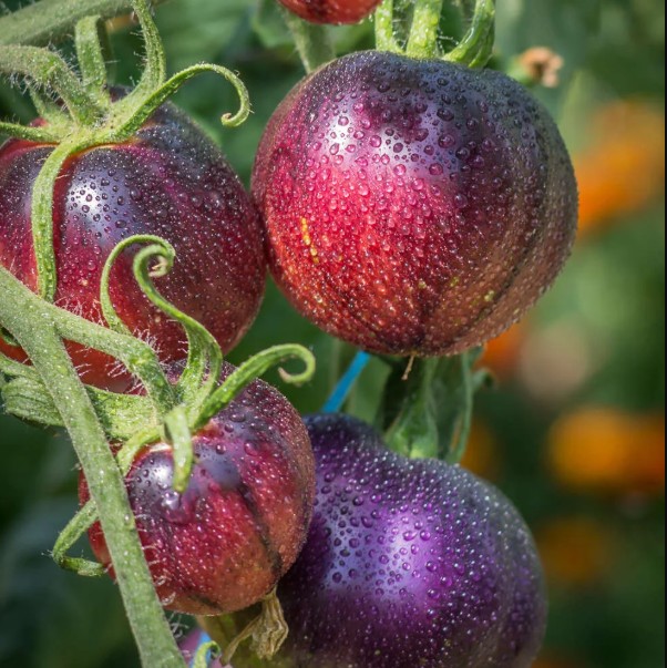 Tomatoes - Ozark Sunset 1 Tomatoes - Ozark Sunset