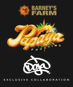 Papaya Frosting Feminised - 5 pack