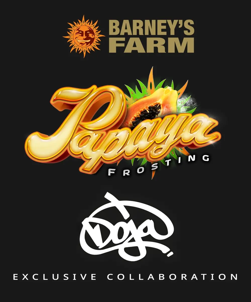 Papaya Frosting Feminised - 5 pack 1 Papaya Frosting Feminised - 5 pack