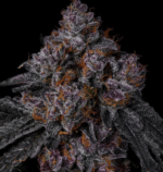 Permanent Marker - Clone