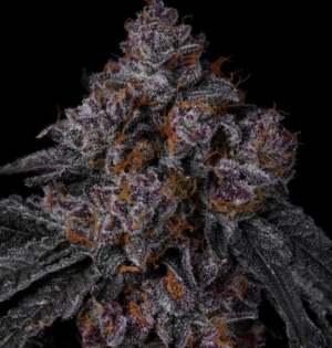 Permanent Marker - Clone