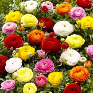 Ranunculus - Mixed - Economy - 50 Bulbs