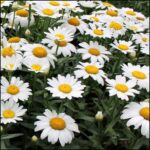 Shasta Daisy Flower Seeds