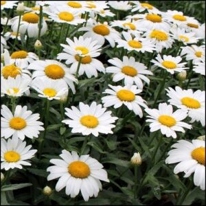 Shasta Daisy Flower Seeds