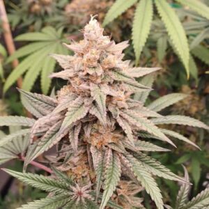 Smileys Banger Fast Seed 3+2