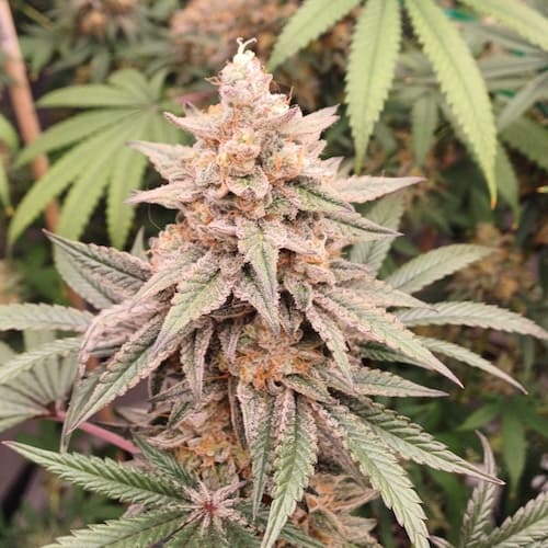 Smileys Banger Fast Seed 3+2 1 Smileys Banger Fast Seed 3+2