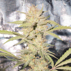 Smiling Gorilla Auto Seed 3+2