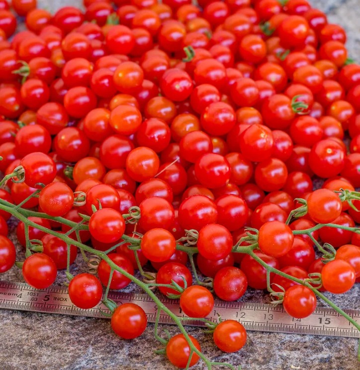Tomatoes - Spoon 1 Tomatoes - Spoon
