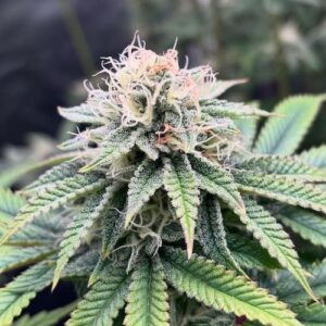 Super Glue #11 Feminised Seed 3+2