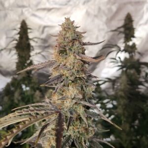 Tangie Joy Auto Seed 3+2