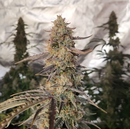 Tangie Joy Auto Seed 3+2 1 Tangie Joy Auto Seed 3+2