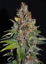 Tropical Punch - Clone