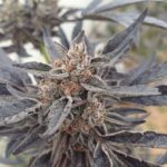 Watermelon Gelato Feminised Seed 3+2