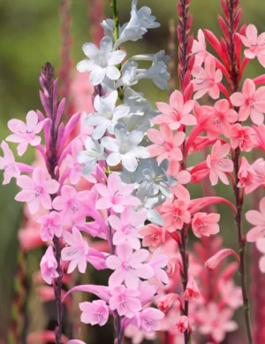 Watsonia Borbonica - Assorted colours - 5 bulbs