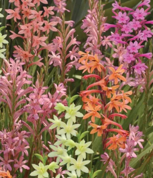 Watsonia Meriana - Assorted colours - 5 bulbs