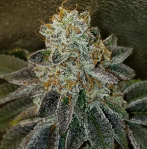 White Wedding - Clone