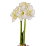 Amaryllis Sonata Double - Alfresco - White - 2 bulbs