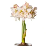 Amaryllis Sonata Double - Harlequin - 2 bulbs p-pack