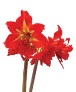 Amaryllis Sonatini - Samburu - 2 Bulbs