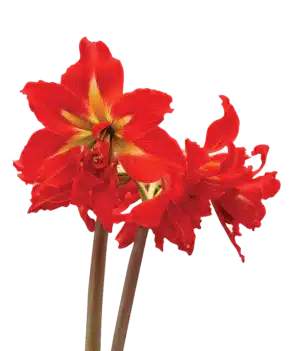 Amaryllis Sonatini - Samburu - 2 Bulbs