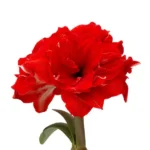 Amaryllis Symphony Double - Ragtime - Dark Red - 1 bulb