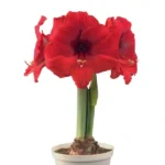 Amaryllis Symphony Single - Double Six-Red - 1 bulb