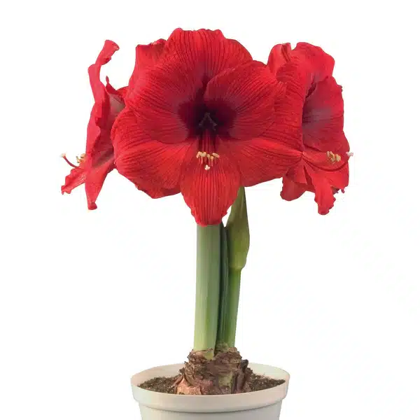 Amaryllis Symphony Single - Double Six-Red - 1 bulb 1 Amaryllis Symphony Single - Double Six-Red - 1 bulb