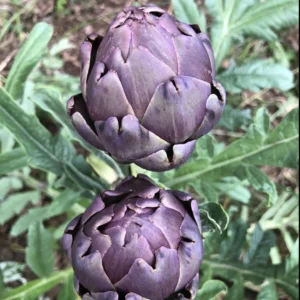 Artichoke - Violetta - Heirloom Seeds