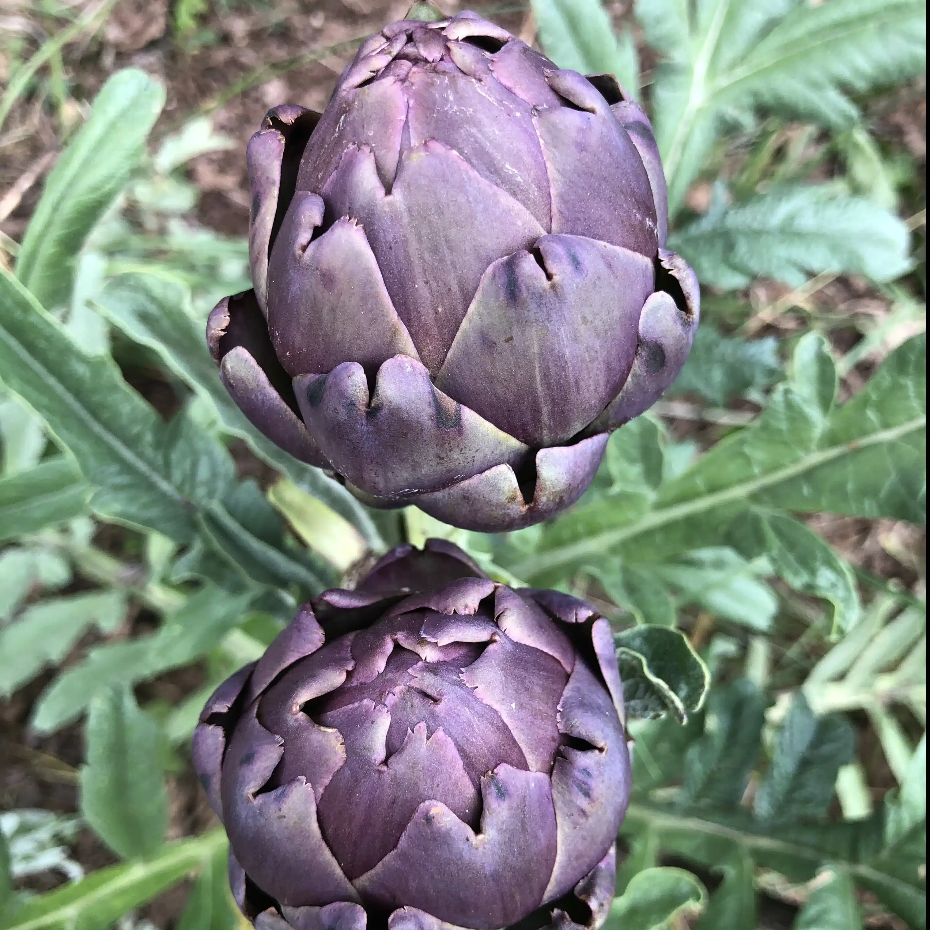 Artichoke - Violetta - Heirloom Seeds 1 Artichoke - Violetta - Heirloom Seeds