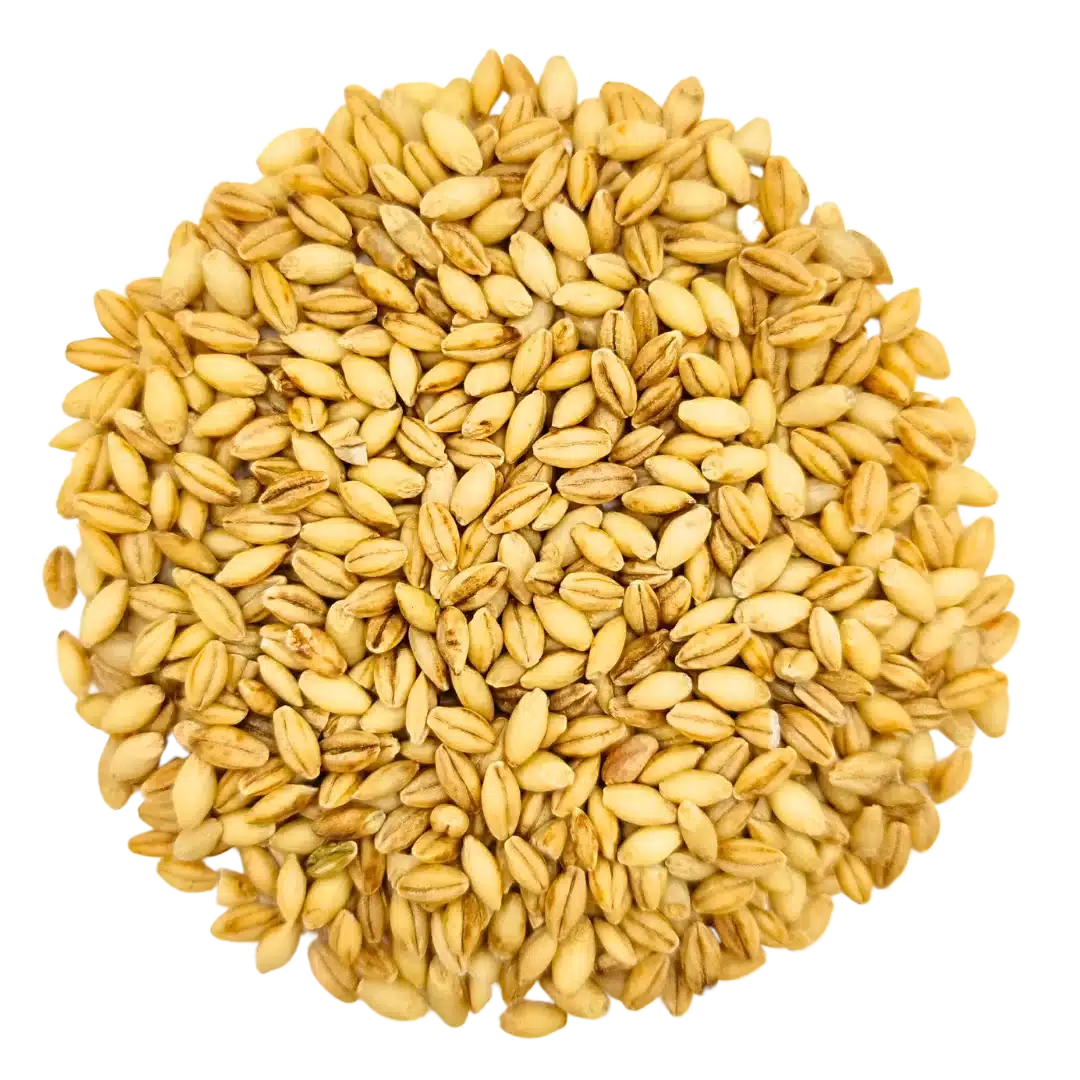 Barley Grass Microgreens and Sprouting Seed 750G 1 Barley Grass Microgreens and Sprouting Seed 750G