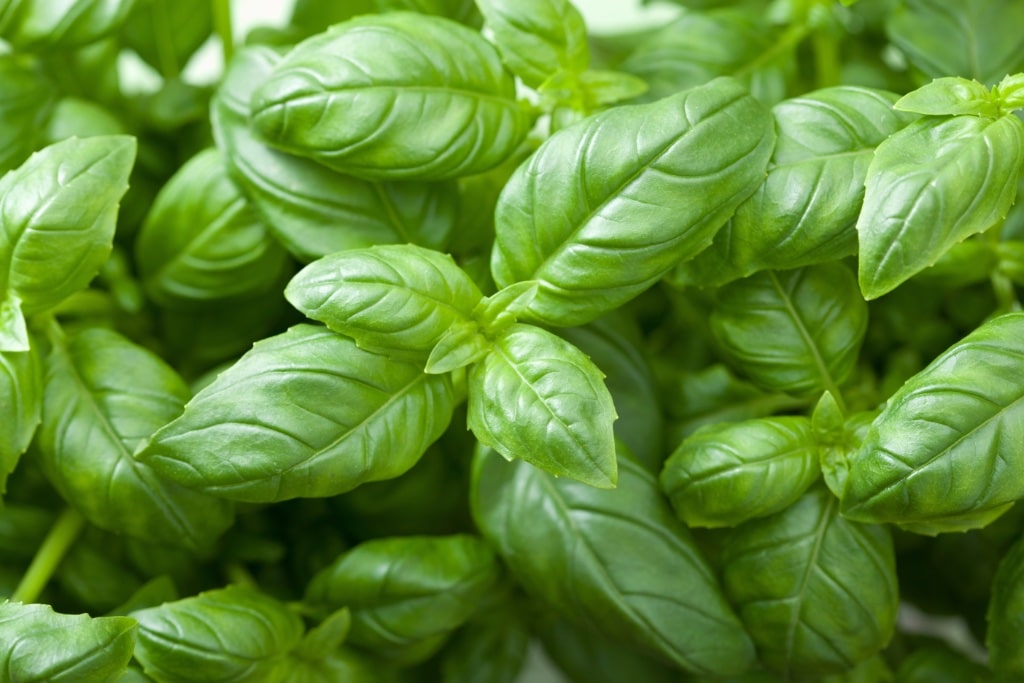 Basil - Genovese Italian - Heirloom Seeds 1 Basil - Genovese Italian - Heirloom Seeds