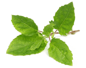 Basil - Holy Tulsi - Heirloom Seeds