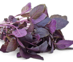 Basil - Red Rubin Purple - Heirloom Seeds