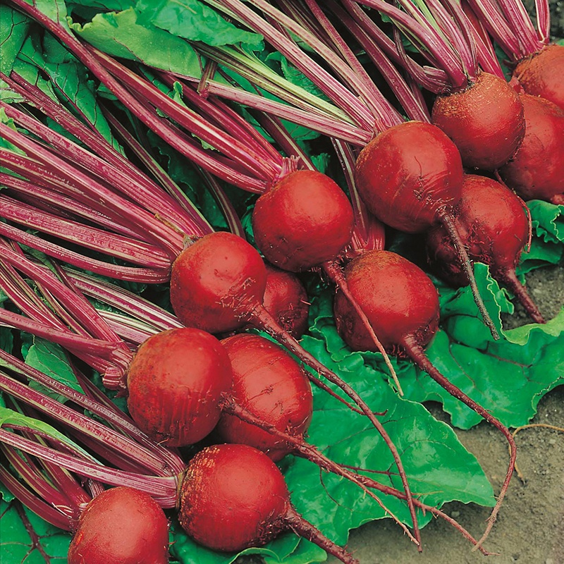 Beetroot - Crimson Globe - Heirloom Seeds 1 Beetroot - Crimson Globe - Heirloom Seeds