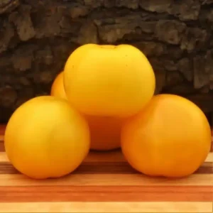 Tomatoes - Bill's Breeder