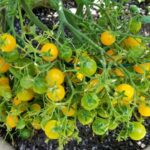 Tomato – Blondkopfchen – Organic Heirloom Seeds
