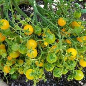 Tomato – Blondkopfchen – Organic Heirloom Seeds