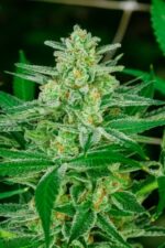 Blue Dream Feminised Seed 3+1