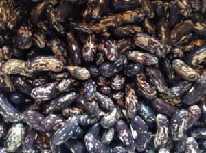 Beans - Bush - Blue Jay