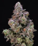 Blueberry Swirl Feminised Seed 3+1
