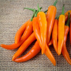 Chillies - Bulgarian Carrot