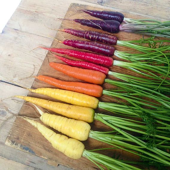 Carrots - Rainbow Mix - Heirloom Seeds 1 Carrots - Rainbow Mix - Heirloom Seeds